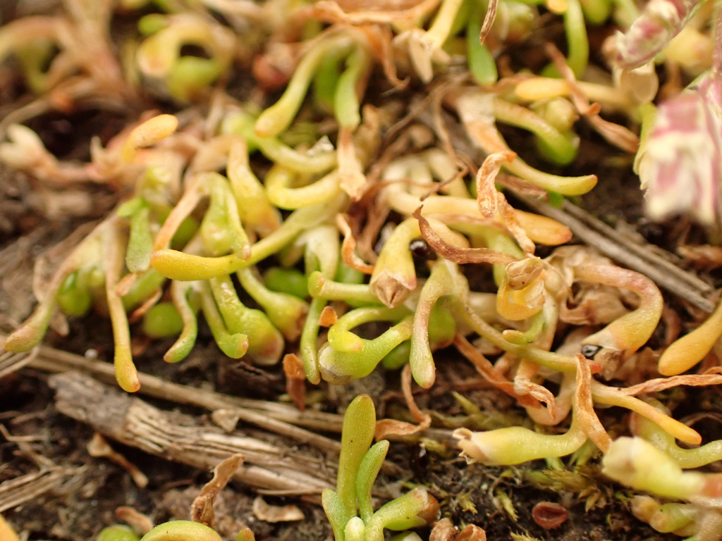 Montia howellii (Howell's montia), native California herb