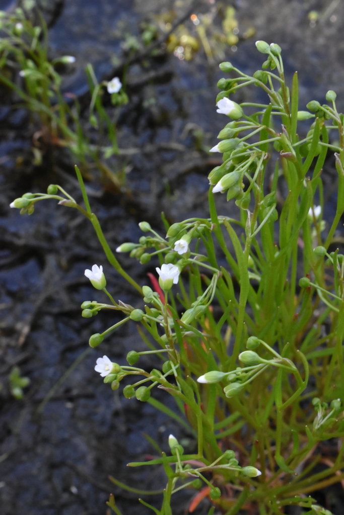 Montia linearis (Linear leaved montia), native California herb