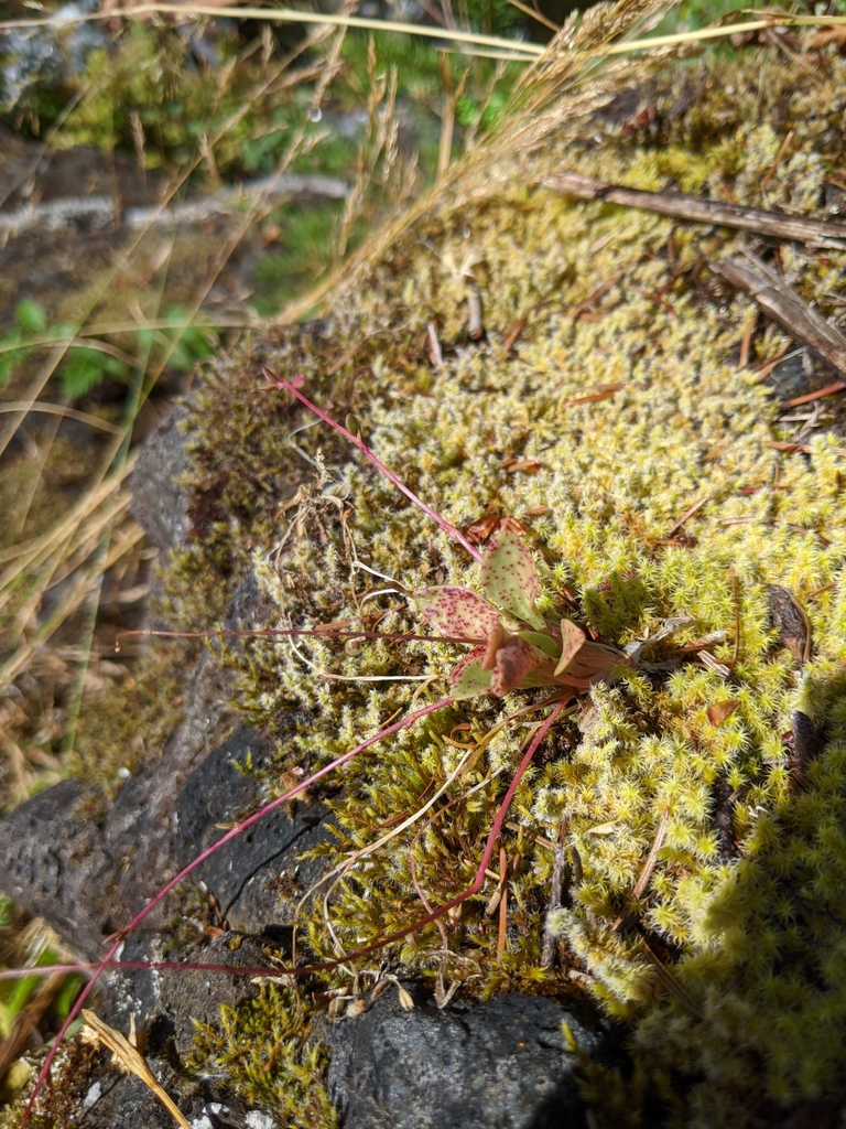 Montia parvifolia (Littleleaf minerslettuce), native California herb