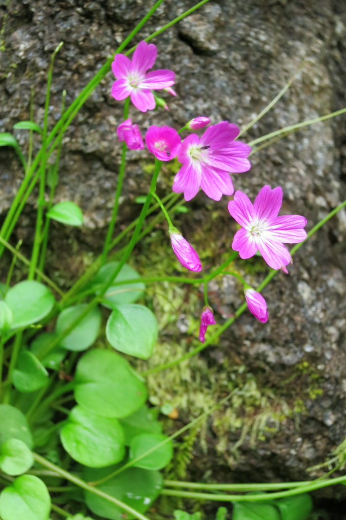 Montia sp., native California perennial