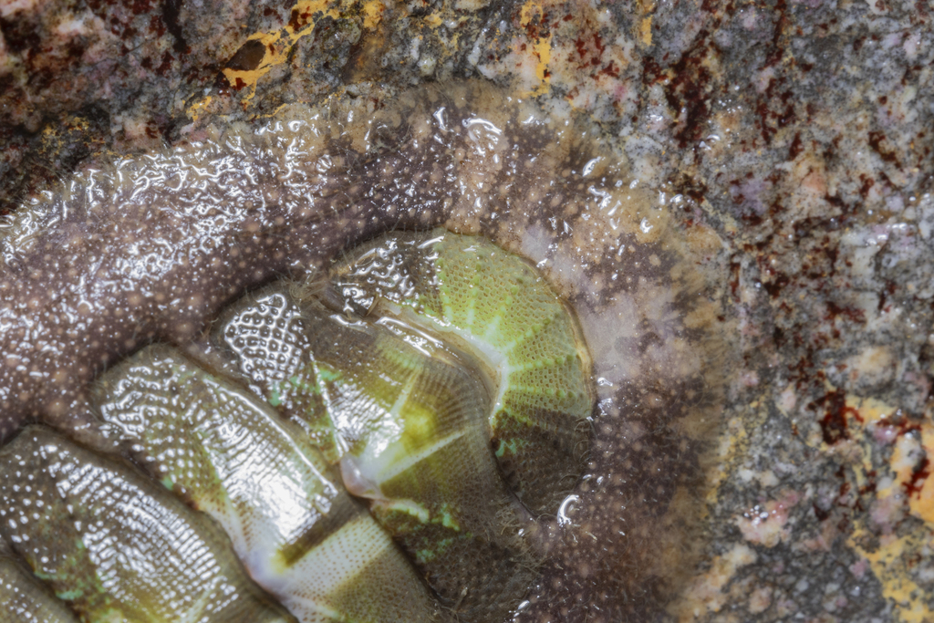 Mopalia hindsii (Hind's Chiton), California species