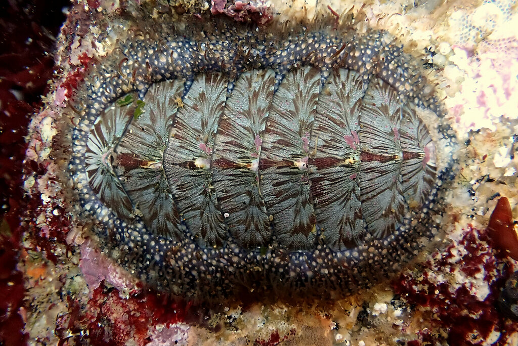 Mopalia lignosa (Woody Chiton), California species