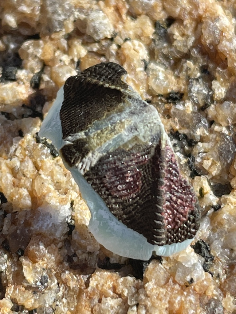 Mopalia muscosa (Mossy Chiton), California species