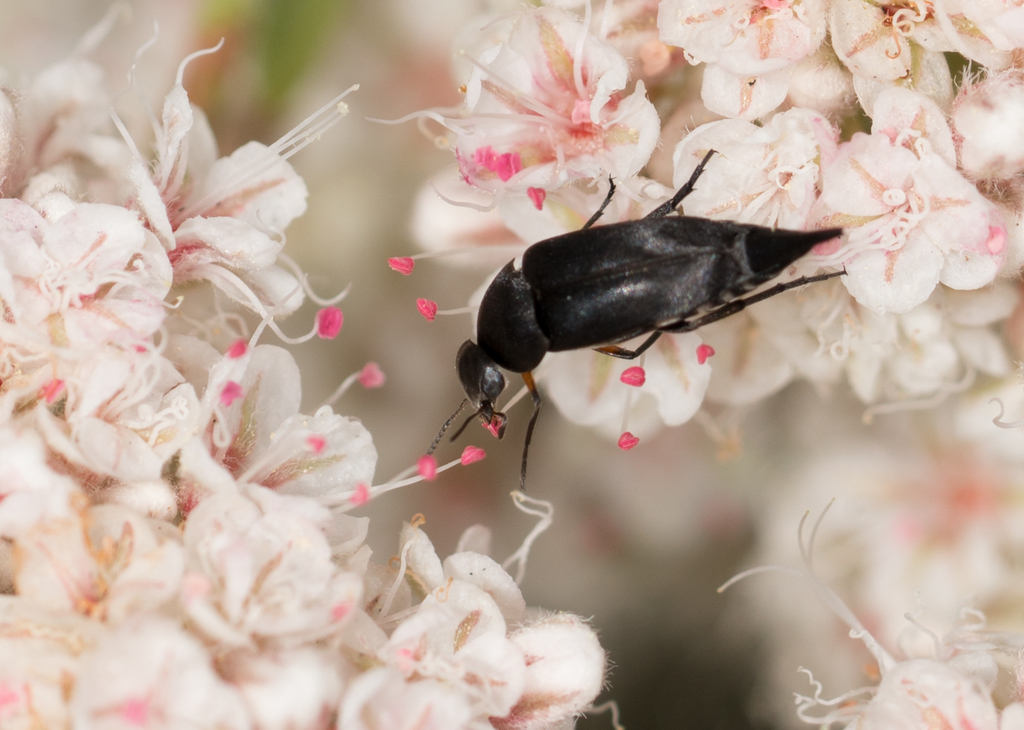 Mordella hubbsi, California species