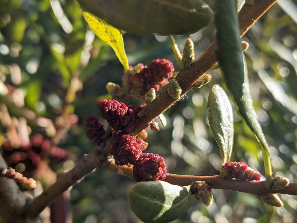 Morella californica (Wax myrtle), native California shrub / tree