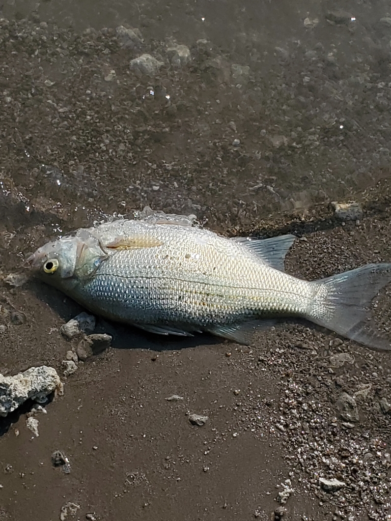 Morone chrysops (White bass), California species