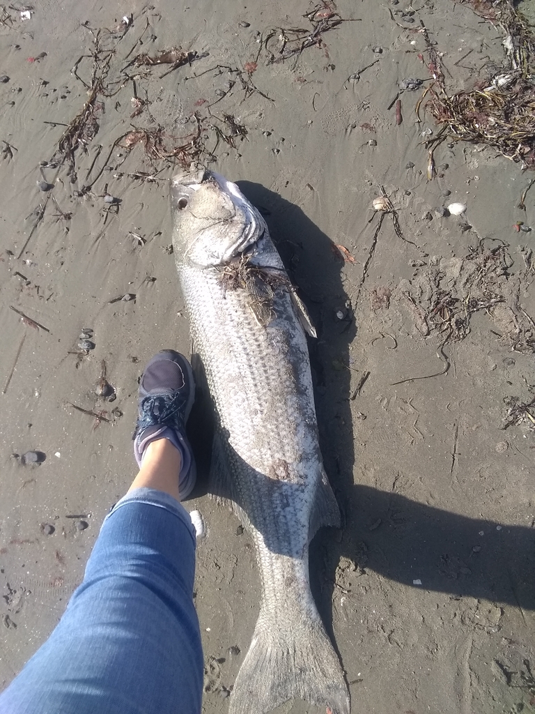 Morone saxatilis (Striped bass), California species