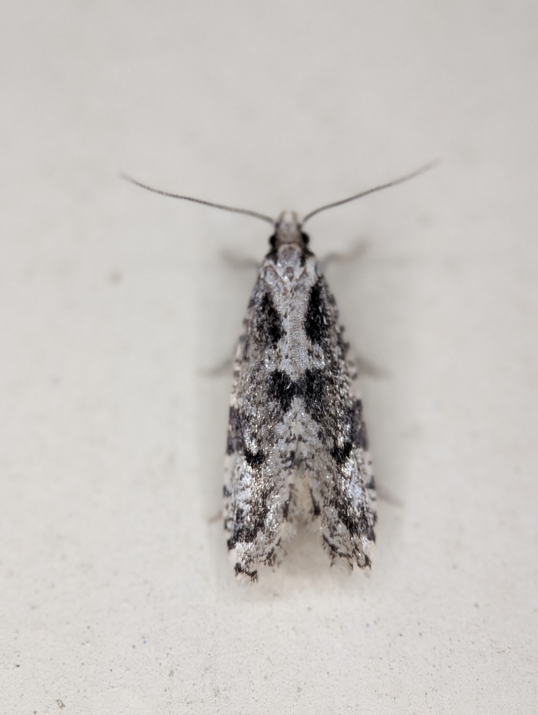 Morophagoides burkerella, California species