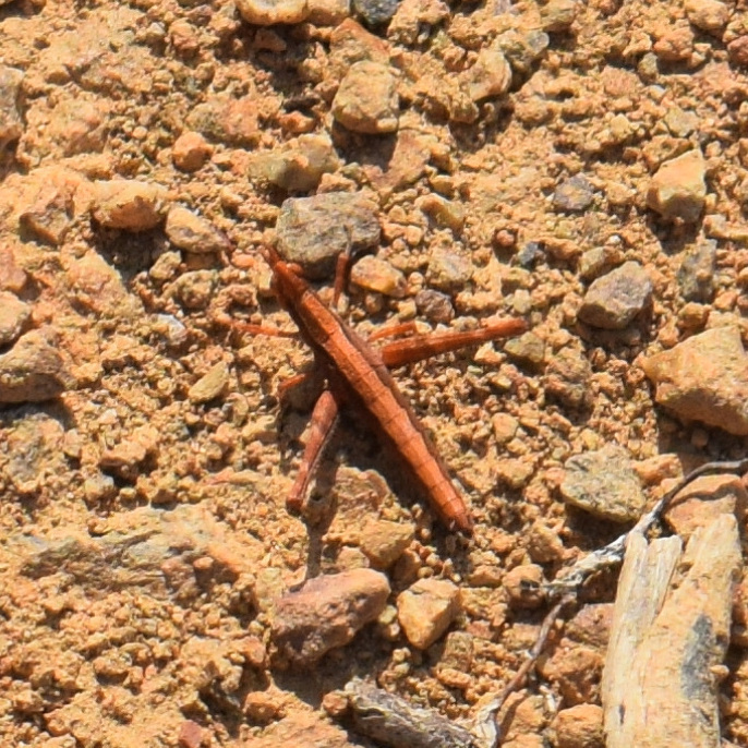 Morsea californica (Chaparral Monkey Grasshopper), California species