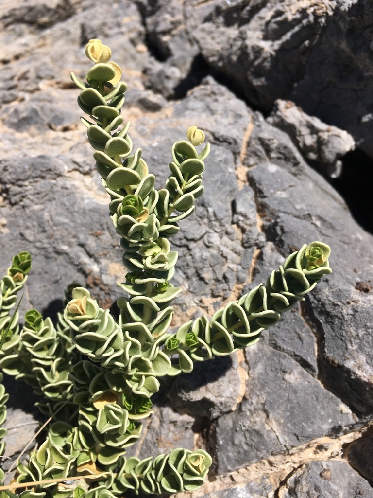 Mortonia utahensis (Utah mortonia), native California shrub