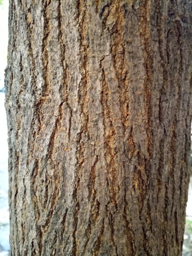 Morus alba (White mulberry), non-native California shrub / tree