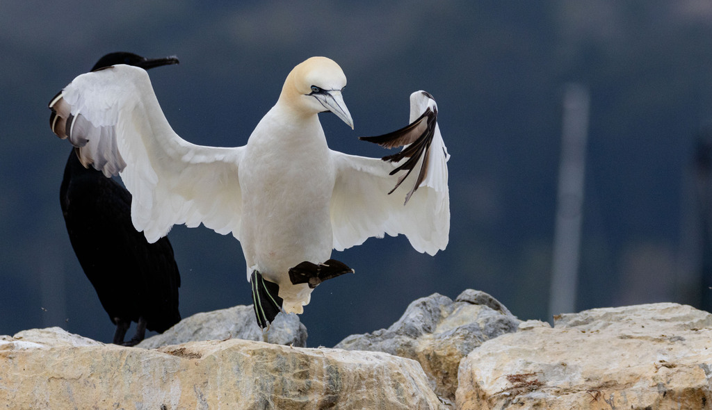 Morus bassanus (Northern Gannet), California species