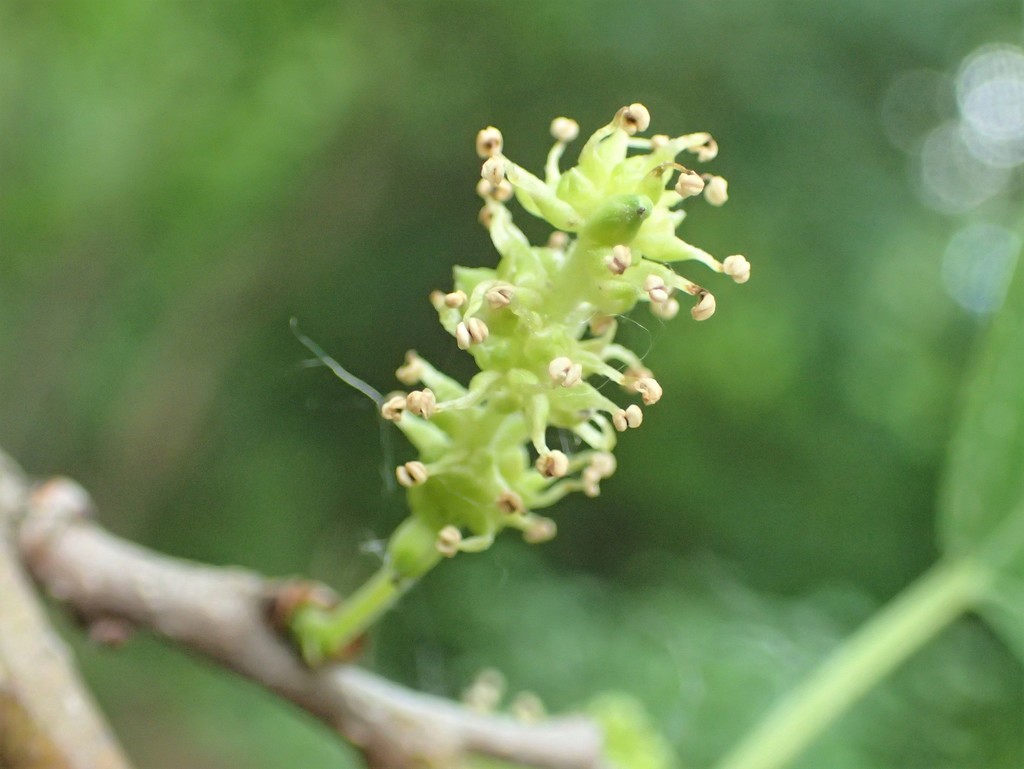 Morus sp. (Mulberry), non-native California tree
