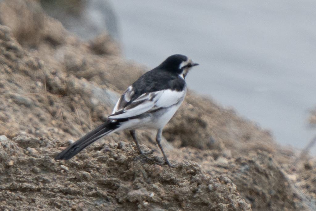 Motacilla alba (White Wagtail), California species