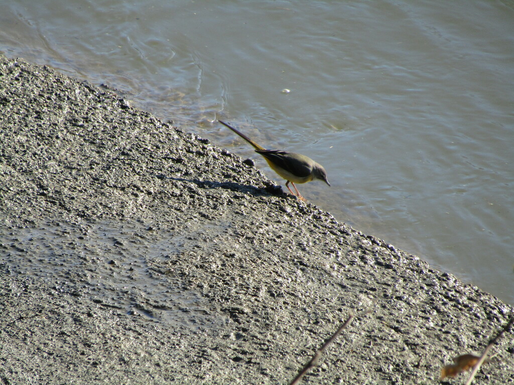 Motacilla cinerea (Gray Wagtail), California species
