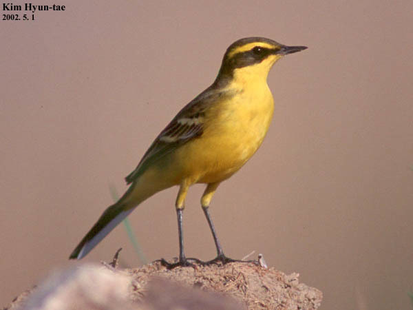 Motacilla tschutschensis (Eastern Yellow Wagtail), California species