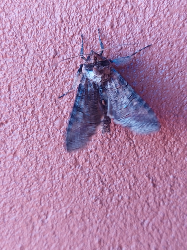 Mouralia tinctoides, California species
