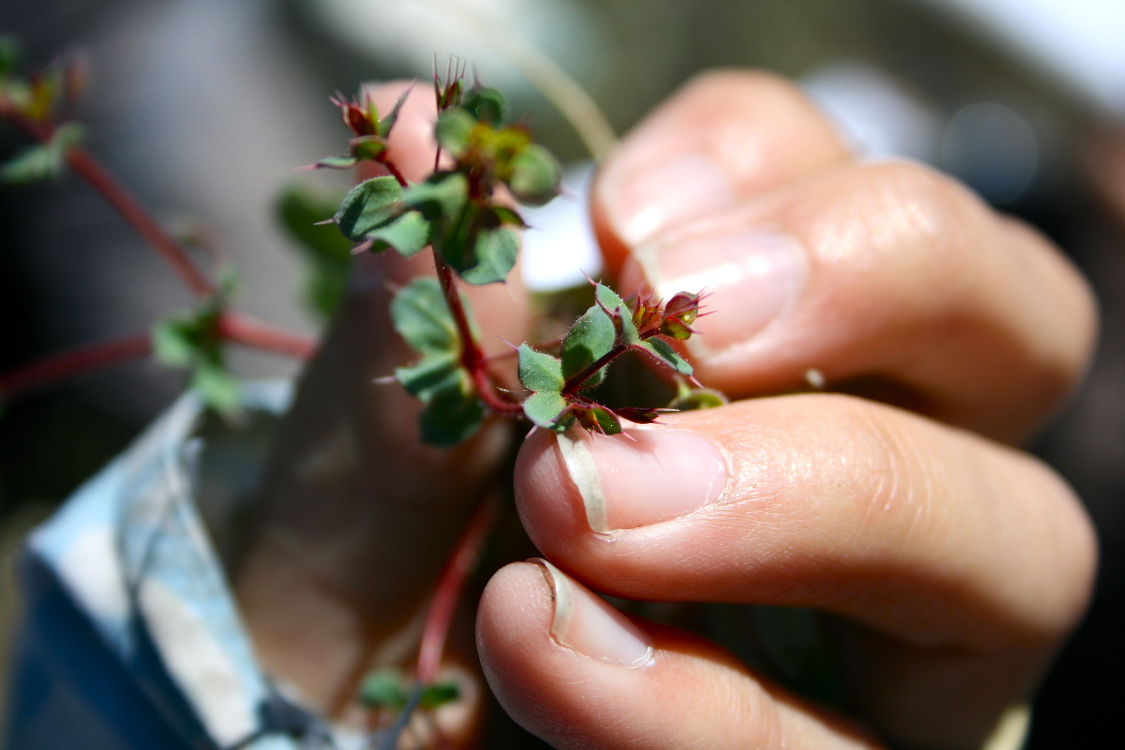 Mucronea californica (California spineflower), native California herb