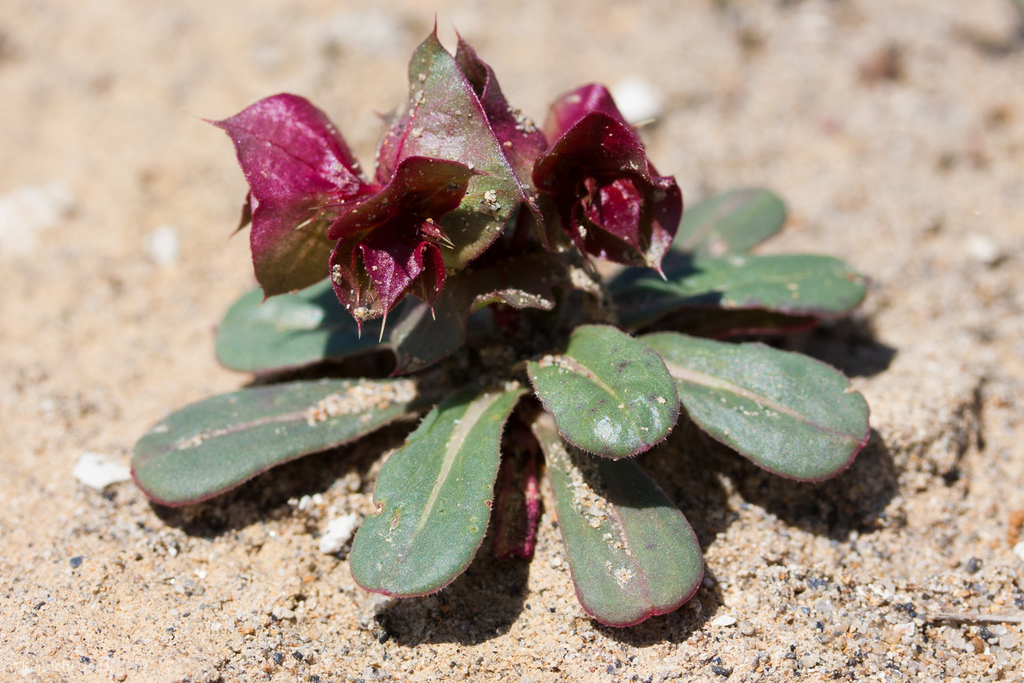Mucronea perfoliata (Perfoliate spineflower), native California herb
