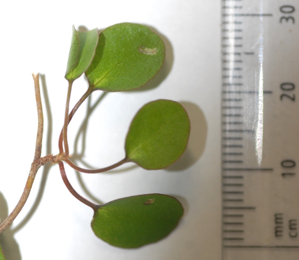 Muehlenbeckia complexa (Maidenhair vine), non-native California vine