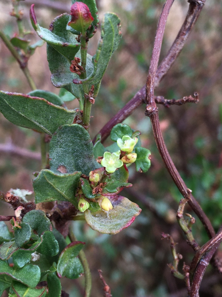 Muehlenbeckia hastulata (Wirevine), non-native California vine