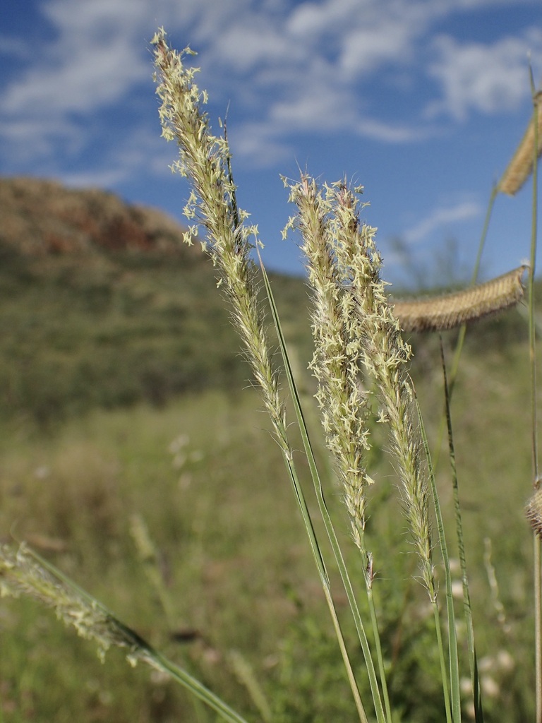Muhlenbergia alopecuroides (Wolftail), native California perennial