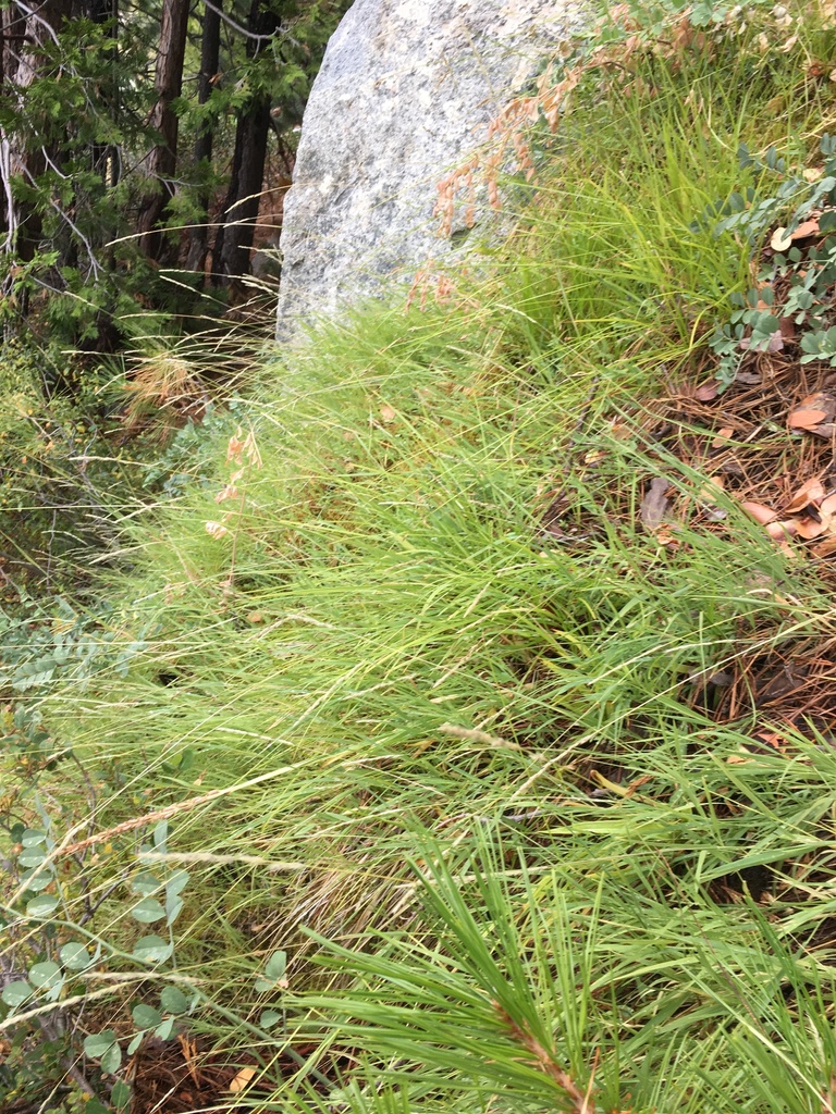 Muhlenbergia andina (Foxtail muhly), native California grass