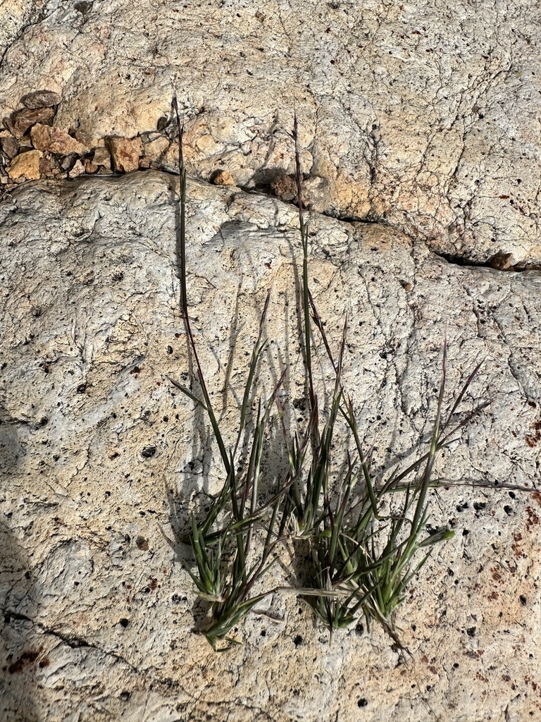 Muhlenbergia appressa (Appressed muhly), native California grass