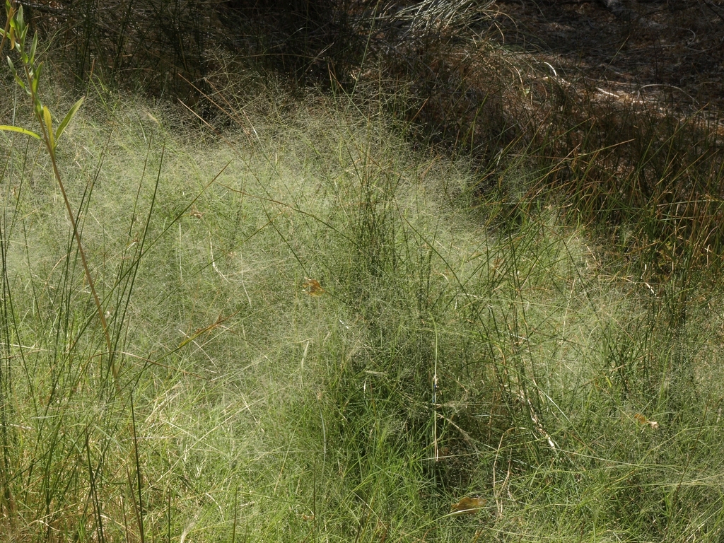 Muhlenbergia asperifolia (Scratch grass), native California grass