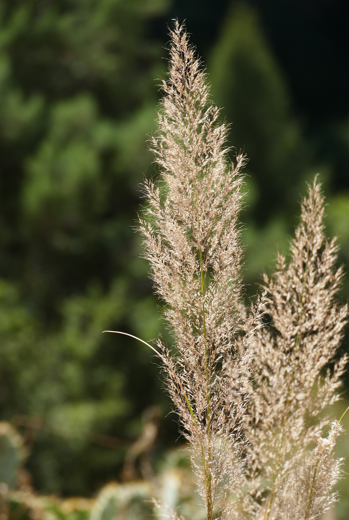 Muhlenbergia emersleyi (Bullgrass), native California grass