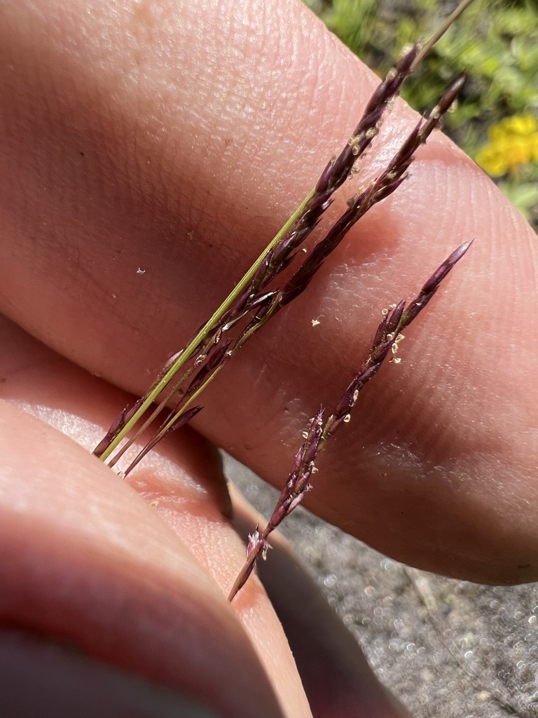 Muhlenbergia filiformis (Pull-up muhly), native California grass