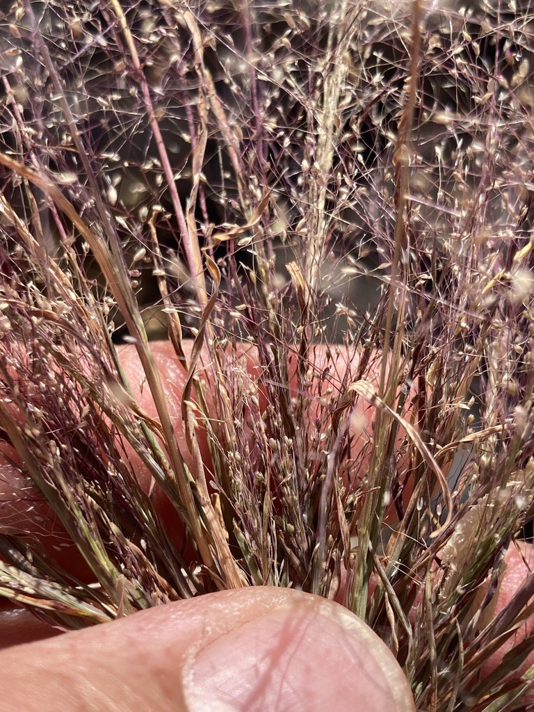 Muhlenbergia fragilis (Delicate muhly), native California grass