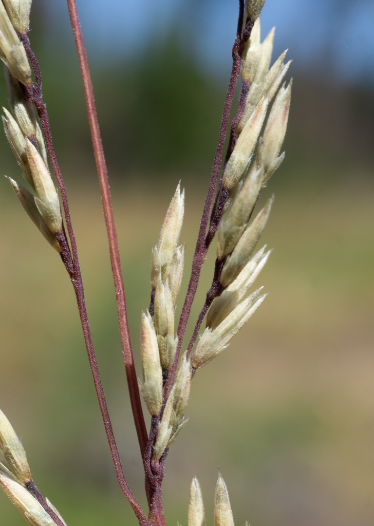 Muhlenbergia jonesii (Jones' muhly), native California grass