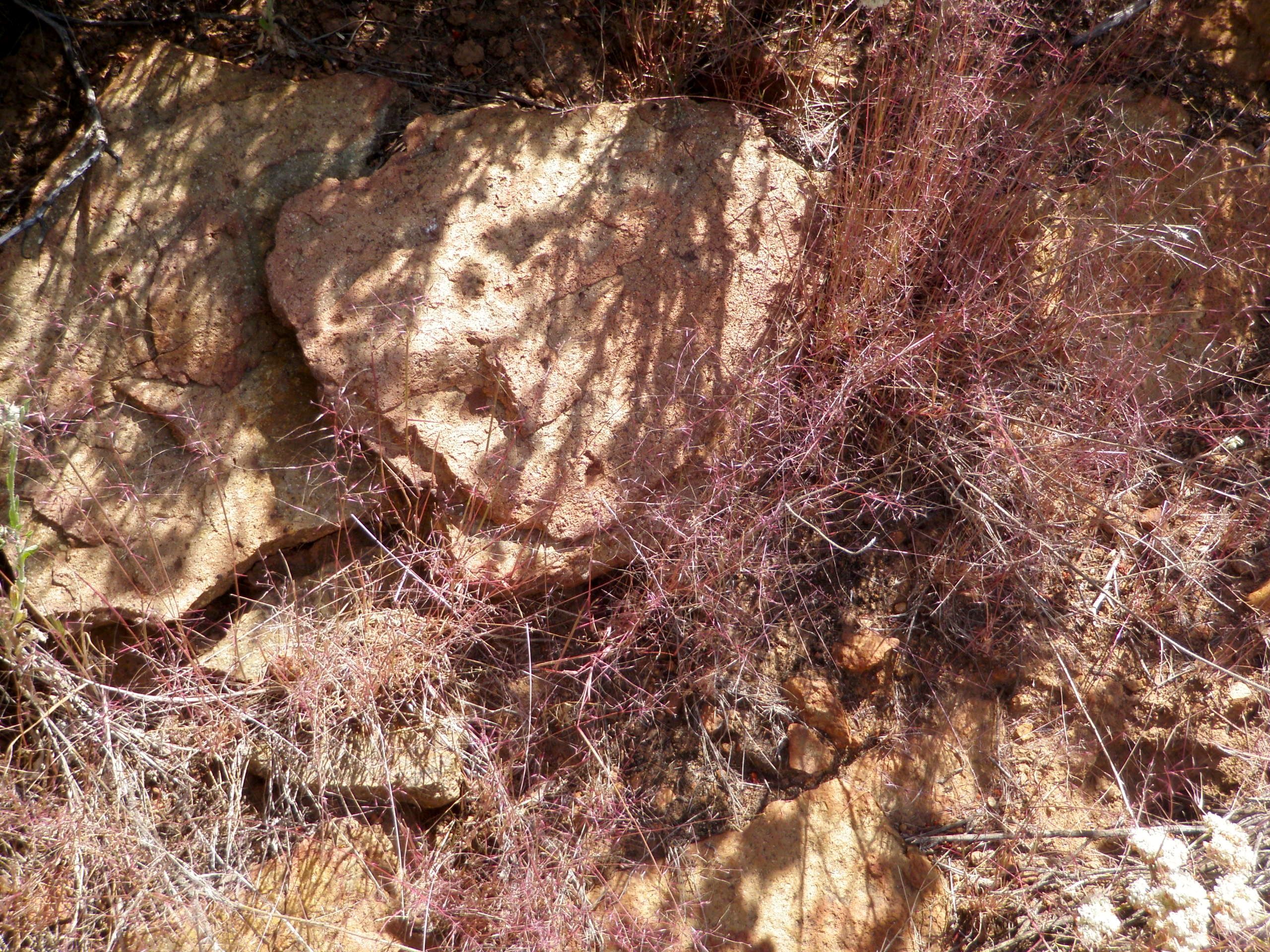 Muhlenbergia microsperma (Littleseed muhly), native California grass
