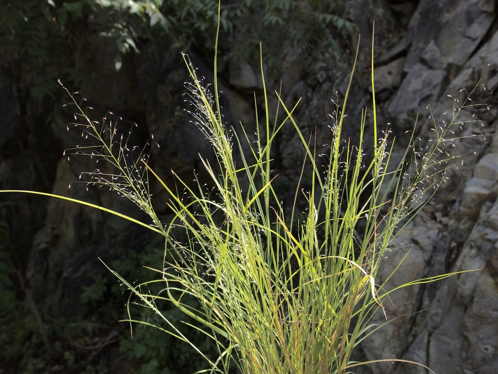 Muhlenbergia minutissima (Annual muhly), native California grass