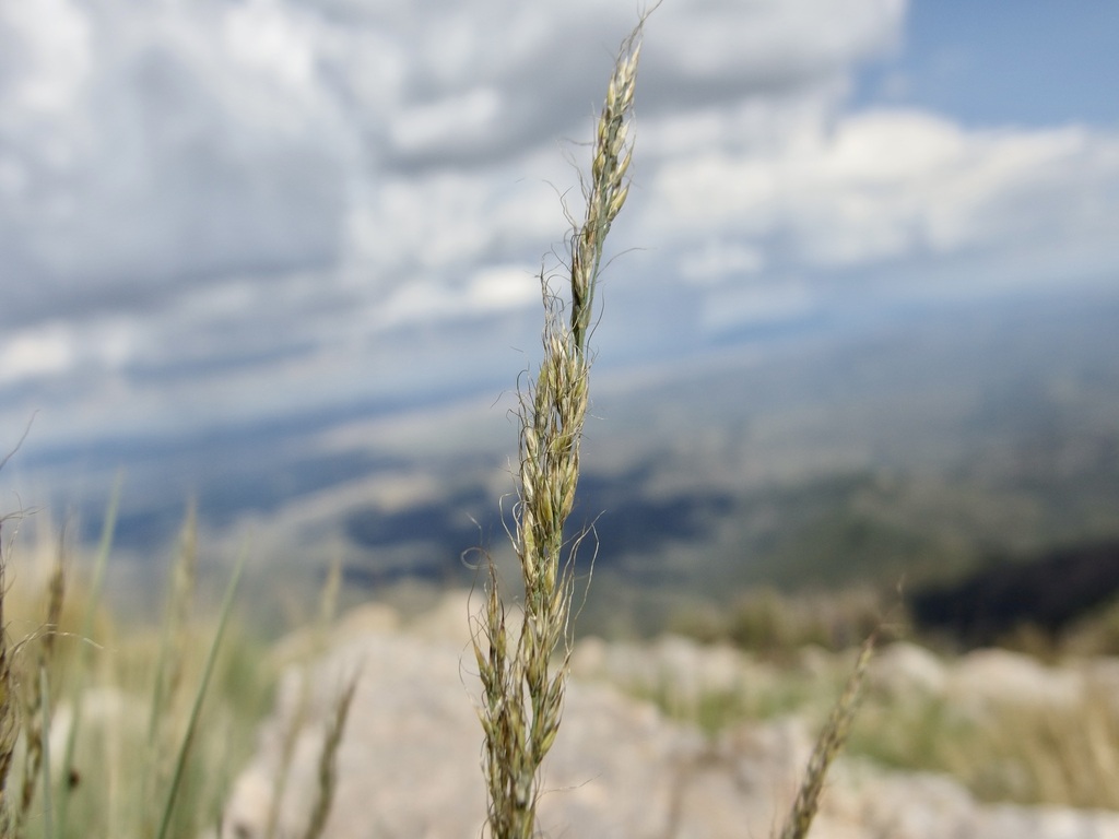 Muhlenbergia montana (Mountain muhly), native California grass