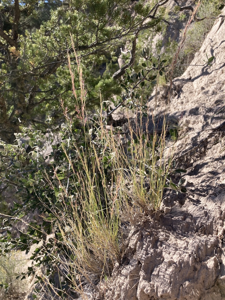 Muhlenbergia pauciflora (Few-flowered muhly), native California grass