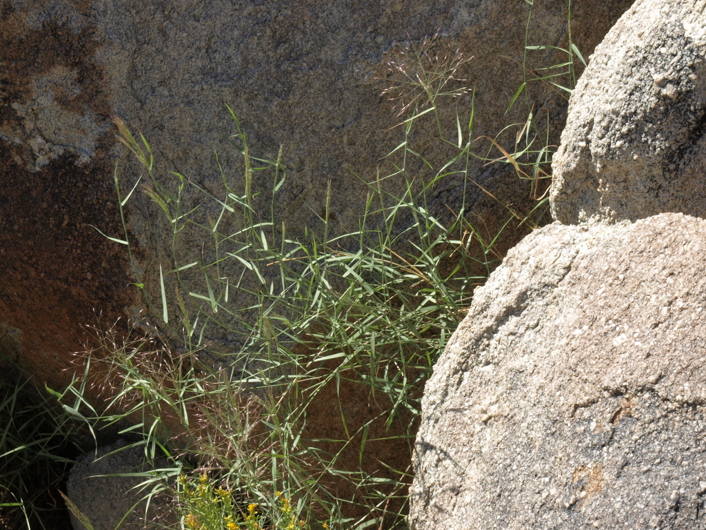Muhlenbergia porteri (Bush muhly), native California grass