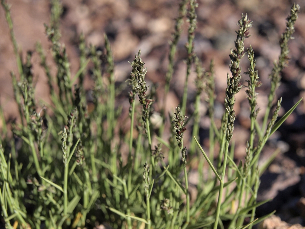 Muhlenbergia richardsonis (Mat muhly), native California grass