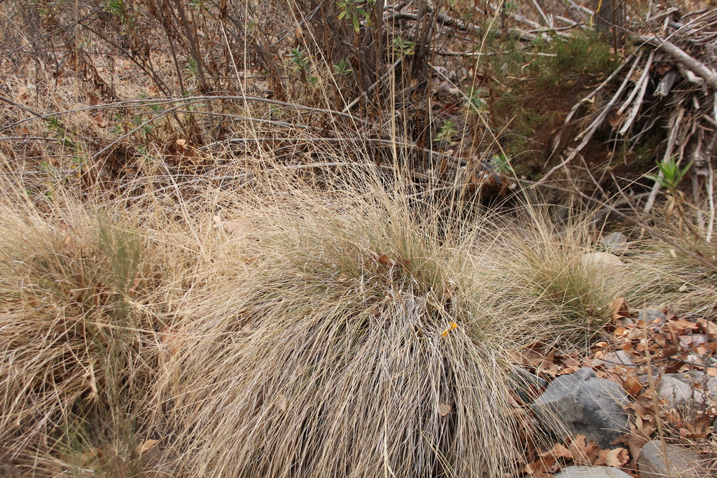Muhlenbergia rigens (Deer grass), native California grass
