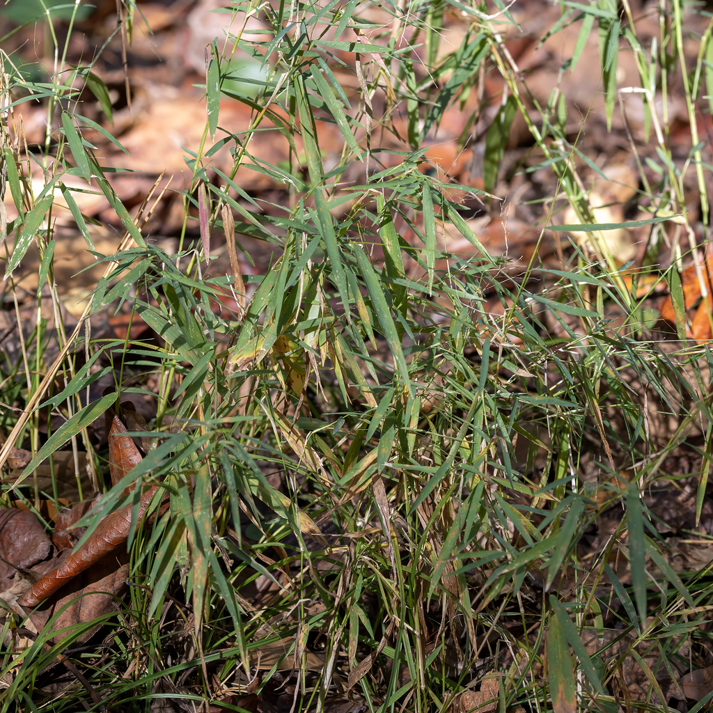 Muhlenbergia schreberi (Nimblewell), non-native California grass
