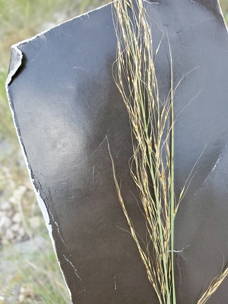 Muhlenbergia sp. (Muhly), non-native California perennial