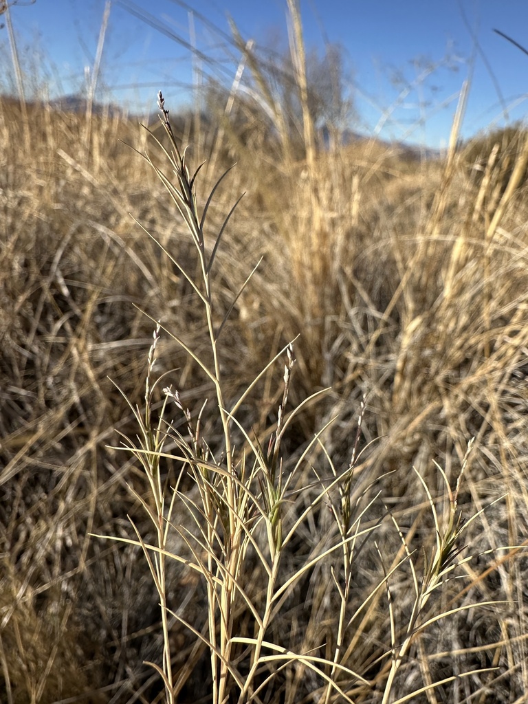 Muhlenbergia utilis (Aparejo grass), native California grass
