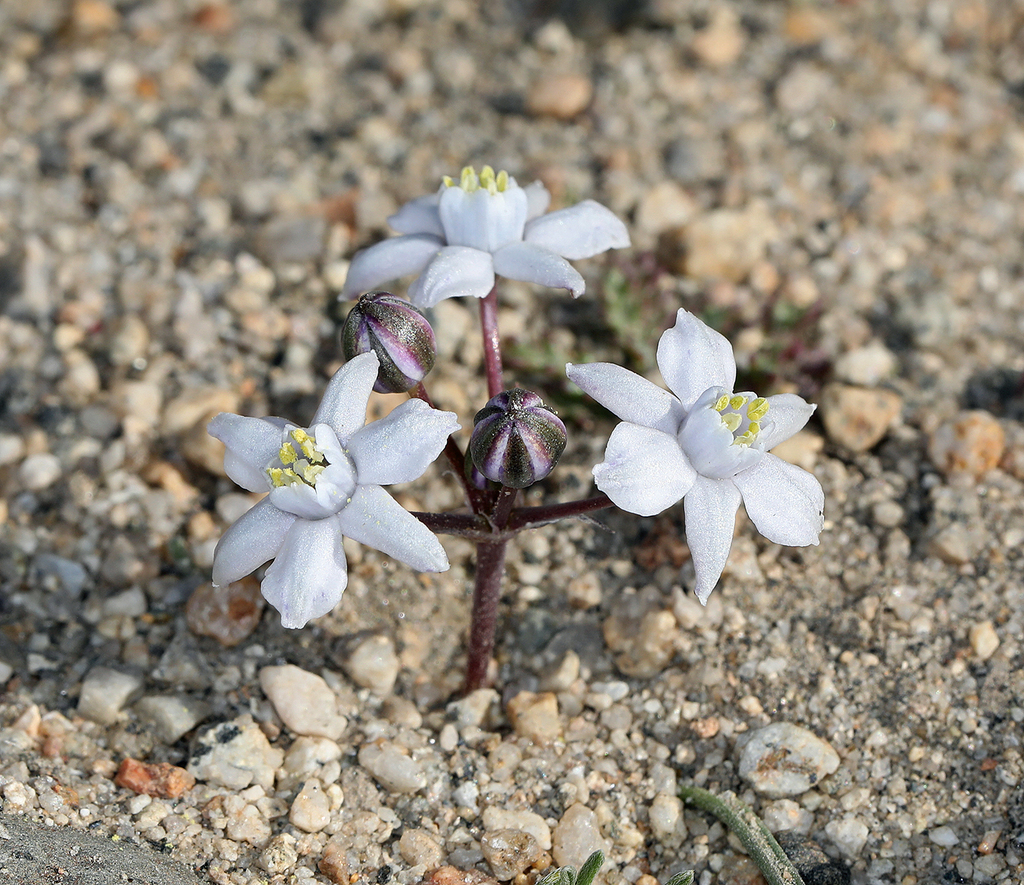 Muilla coronata (Crowned muilla), native California herb