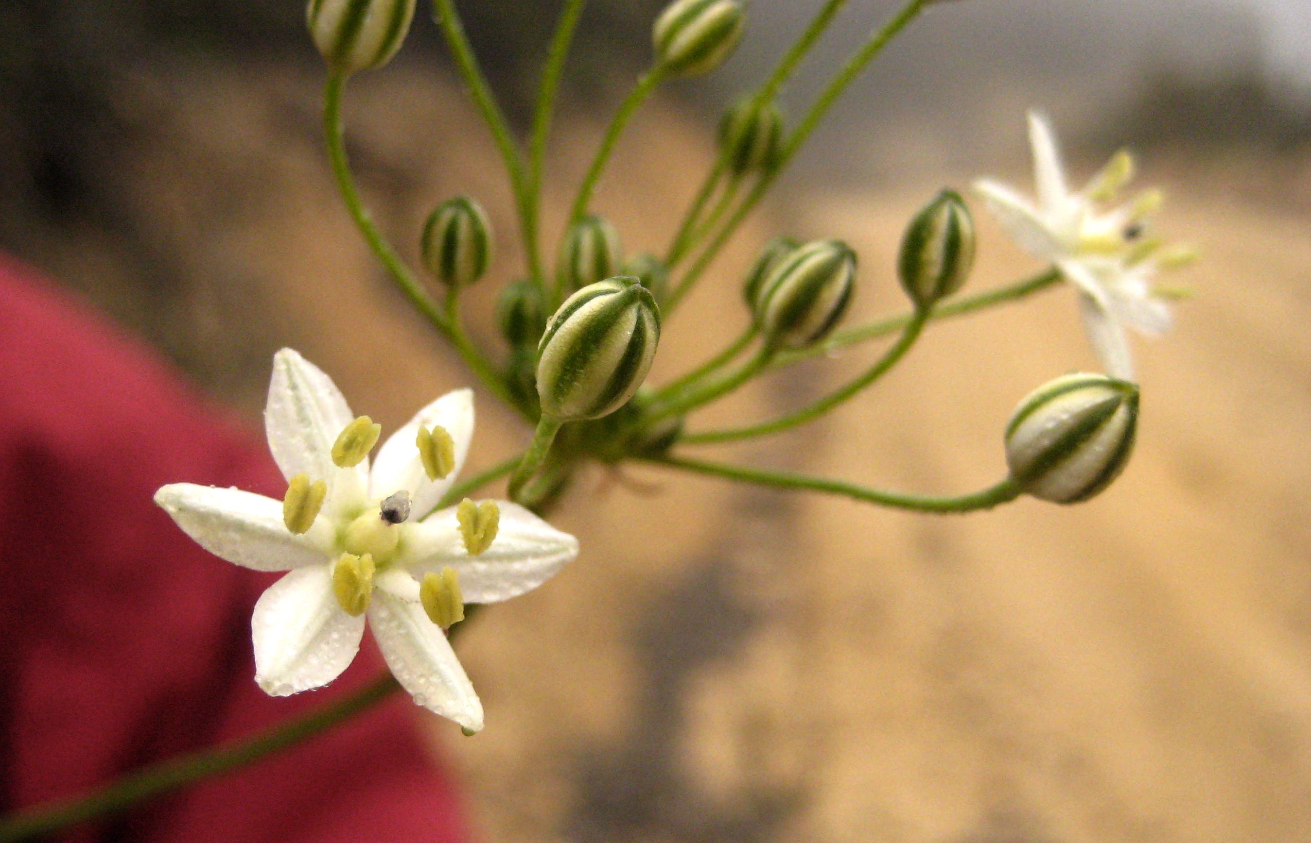 Muilla maritima (Common muilla), native California herb