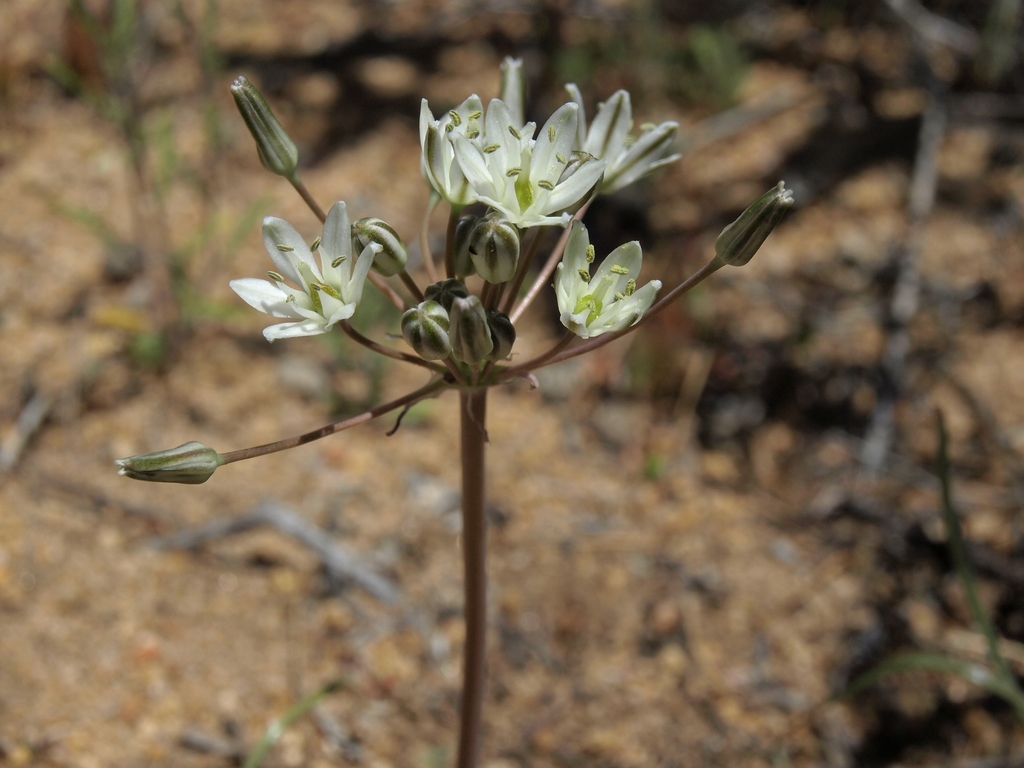 Muilla transmontana (Great basin muilla), native California herb