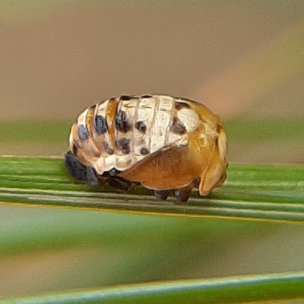 Mulsantina picta (Painted Ladybird), California species