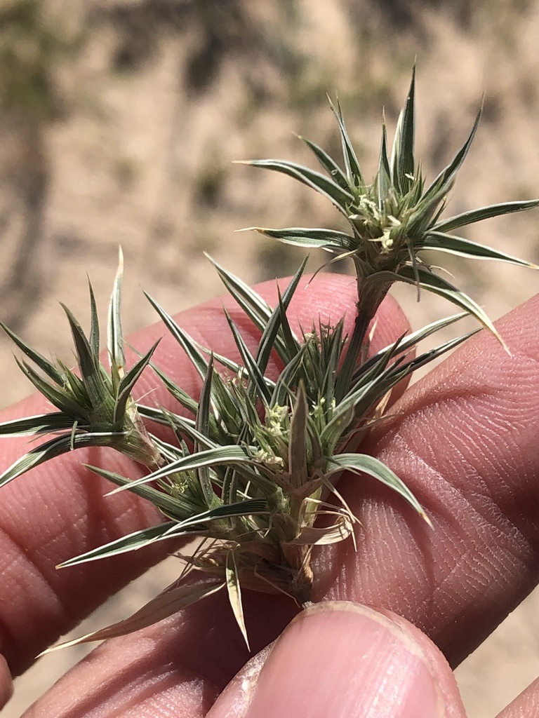Munroa squarrosa (False buffalograss), native California grass