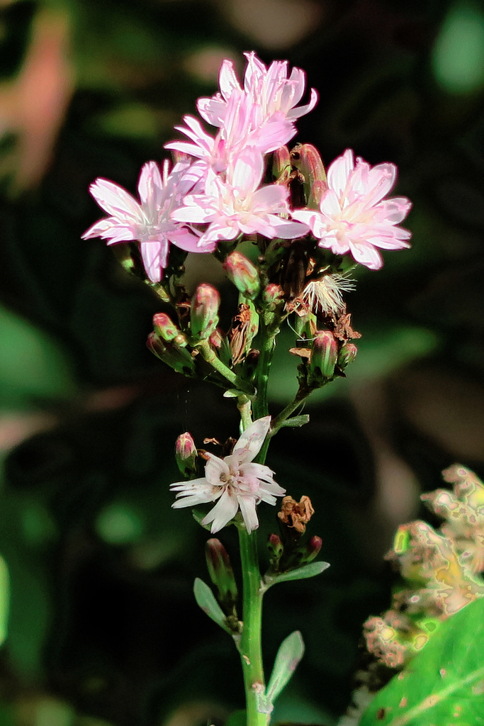 Munzothamnus blairii (Blair's munzothamnus), native California shrub
