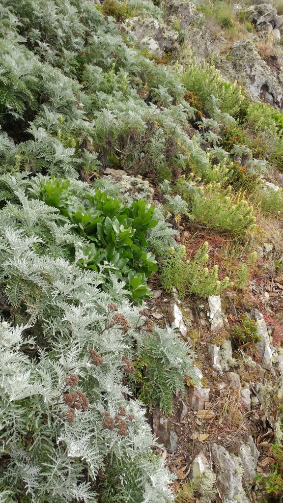 Munzothamnus sp., native California annual